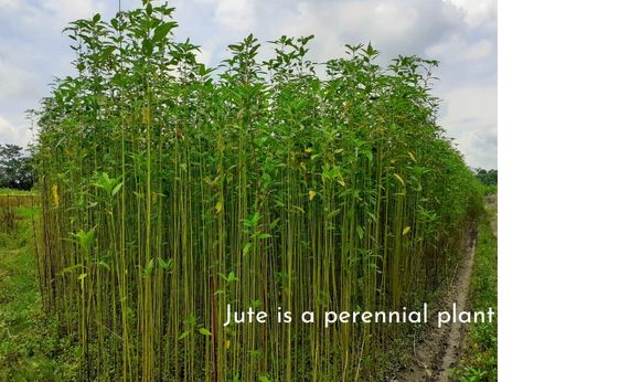 Jute plant is thin and 10 to 12 feet and it is a flowering plant